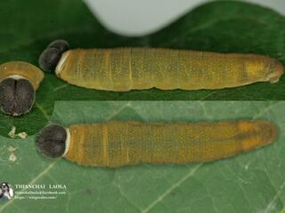 Coladenia indrani uposathra : Tricolour Pied Flat / ผีเสื้อลายด่างสามสี