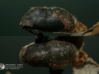 Rapala rhoecus ssp. : Brilliant Flash / ผีเสื้อหนอนไม้ผลแถบดำ