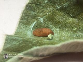 Arhopala asopia : Plain Tailless Oakblue / ผีเสื้อฟ้าไม้ก่อสีพื้นจางไร้หาง