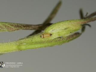 Rapala manea schistacea : Slate Flash / ผีเสื้อหนอนไม้ผลสีชนวน