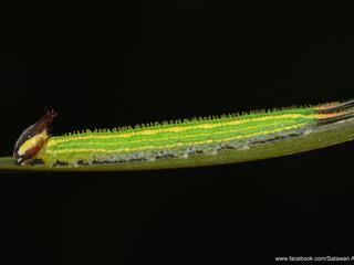 Elymnias panthera lutescens : Tawny Palmfly / ผีเสื้อหนอนมะพร้าวสีตาล