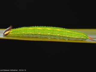 Elymnias panthera lutescens : Tawny Palmfly / ผีเสื้อหนอนมะพร้าวสีตาล