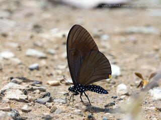 Papilio slateri slateri
