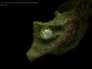 Hypolimnas misippus : Danaid Eggfly / ผีเสื้อปีกไข่เมียเลียน