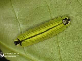 Flos anniella yunnanensis : Darky Plushblue / ผีเสื้อฟ้าลายแปลกสีคล้ำ