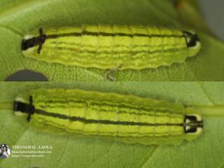 Flos anniella yunnanensis : Darky Plushblue / ผีเสื้อฟ้าลายแปลกสีคล้ำ