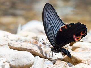 Papilio protenor euprotenor