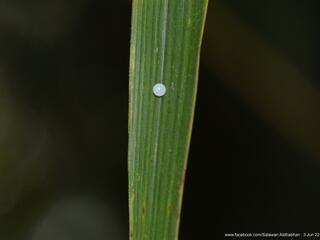 Elymnias dara darina : White-banded Palmfly / ผีเสื้อหนอนมะพร้าวแถบขาว