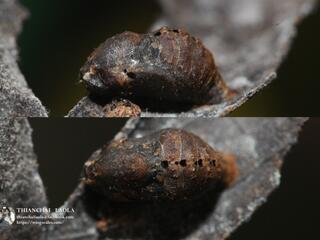 Tajuria maculata : Spotted Royal / ผีเสื้อหางคู่ลายจุด