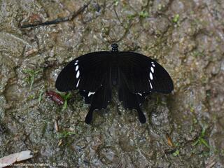 Papilio nephelus sunatus