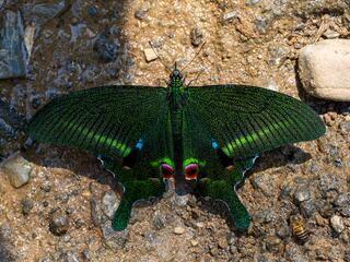 Papilio arcturus arcturus