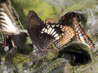 Papilio prexaspes pitmani