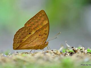 Enispe euthymius euthymius