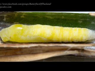 Lotongus sarala chinensis : Broken-band Palmer / ผีเสื้อปาล์มแถบขาด