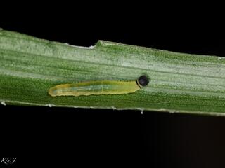 Potanthus serina serina : Large Dart / ผีเสื้อหนอนหญ้าใหญ่