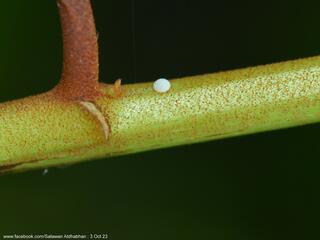 Arhopala ijanensis : White-banded Oakblue / ผีเสื้อฟ้าไม้ก่อแถบขาว