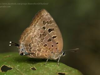 Arhopala eumolphus eumolphus