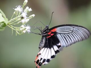 Papilio agenor agenor