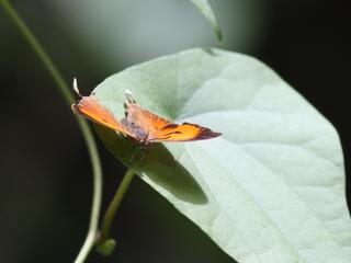 Thamala marciana ssp.