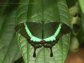 Papilio palinurus palinurus