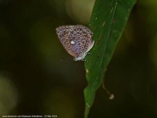 Arhopala ammonides chunsu