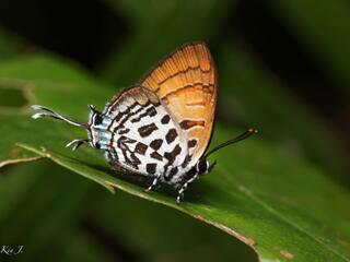 Drupadia niasica scudderii