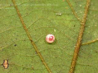 Prothoe franck uniformis : Blue Begum / ผีเสื้อเจ้าหญิงสีฟ้า