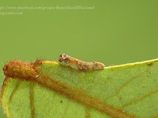 Prothoe franck uniformis : Blue Begum / ผีเสื้อเจ้าหญิงสีฟ้า