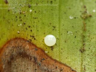 Elymnias obnubila : Chestnut Palmfly / ผีเสื้อหนอนมะพร้าวขอบตาล