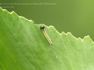 Elymnias obnubila : Chestnut Palmfly / ผีเสื้อหนอนมะพร้าวขอบตาล