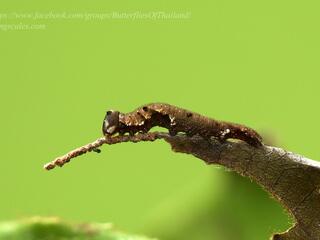 Prothoe franck uniformis : Blue Begum / ผีเสื้อเจ้าหญิงสีฟ้า