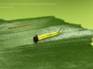 Elymnias obnubila : Chestnut Palmfly / ผีเสื้อหนอนมะพร้าวขอบตาล