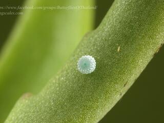 Talicada nyseus macbethi : Common Red Pierrot / ผีเสื้อกามเทพแดงธรรมดา