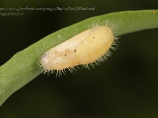 Talicada nyseus macbethi : Common Red Pierrot / ผีเสื้อกามเทพแดงธรรมดา