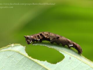 Prothoe franck uniformis : Blue Begum / ผีเสื้อเจ้าหญิงสีฟ้า