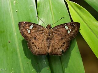 Coladenia agni sundae