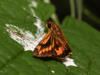 Potanthus rectifasciatus