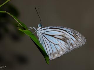 Pareronia anais anais