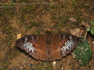 Tanaecia palguna consanguinea