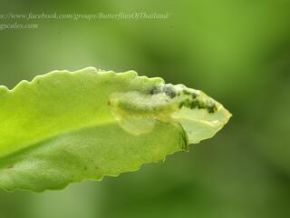 Talicada nyseus macbethi : Common Red Pierrot / ผีเสื้อกามเทพแดงธรรมดา