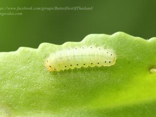 Talicada nyseus macbethi : Common Red Pierrot / ผีเสื้อกามเทพแดงธรรมดา