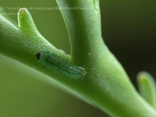 Talicada nyseus macbethi : Common Red Pierrot / ผีเสื้อกามเทพแดงธรรมดา