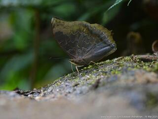 Charaxes borneensis praestantius