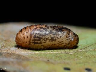 Nacaduba biocellata ssp.