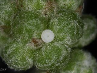 Azanus urios