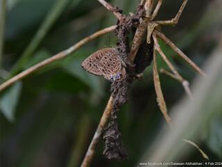 Arhopala anella
