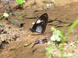 Papilio paradoxa aenigma
