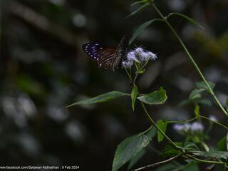 Papilio paradoxa aenigma