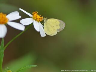 Eurema ada iona