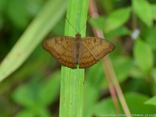 Euthalia kanda marana